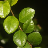 Ficus diversiformis Miq.